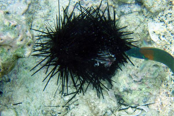 sea ​​urchin From Wikipedia
