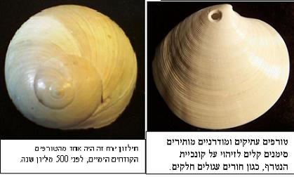 קונכיות של טורף ונטרף מלפני 500 מיליוני שנה