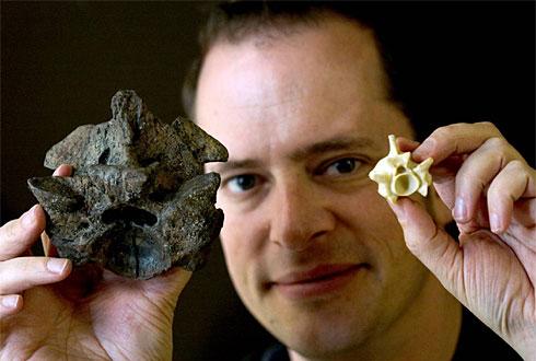 Comparison between a fossil of a titanoboa vertebra, and a vertebra from anaconda