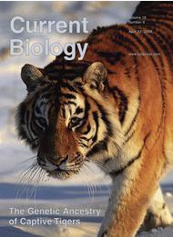 The cover of the journal CURRENT BIOLOGY and on it the reference to the article about tigers