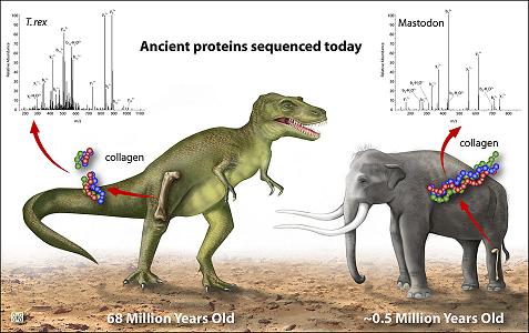 Through the use of genetic sequencing, scientists were able to establish the relationship between the T-Rex dinosaur and birds, and between mastodons and modern-day elephants