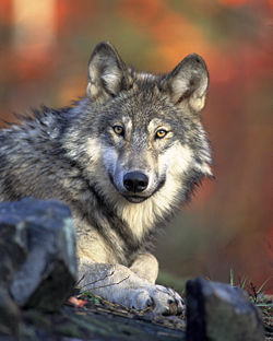 זאבים מעדיפים דגים. (מקור: United States Fish and Wildlife Service) זאבים מעדיפים דגים. (מקור: United States Fish and Wildlife Service)