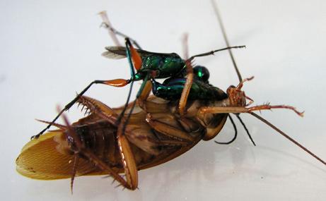 The wasp stings the American cockroach which paralyzes it and turns it into food for its offspring