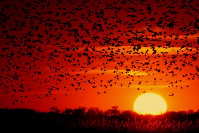 الطيور المهاجرة على خلفية غروب الشمس. تم نشر الصورة للجمهور بواسطة المصور جيري سيجروبس. من ويكيبيديا