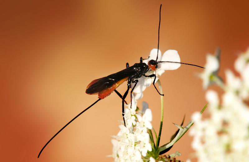 Darwin's parasitic wasp. Photo: Richard Bratz, Wikipedia
