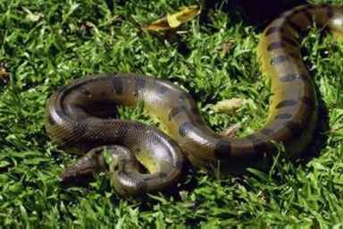 Green anaconda, Eunectes murinus, photo - Wikipedia