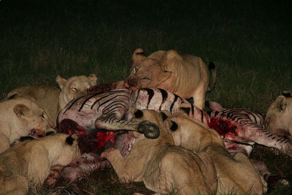 A group of lionesses prey on a zebra. From Wikipedia