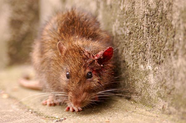 A rat in London. Photo: from Wikipedia