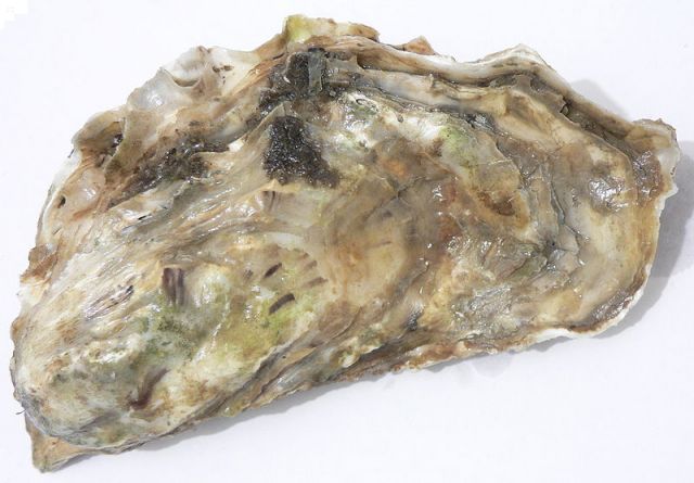 Flat clam (oyster) from: Wikipedia