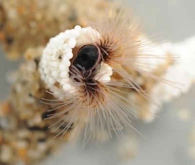 The sand castle worm builds its defense system made of a strong biological adhesive