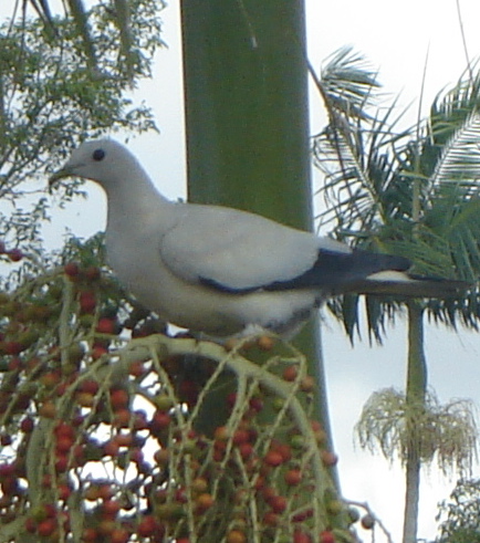 Imperial Pigeon. From Wikipedia