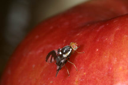 זבוב פירות - עבר מפירות העוזרד לתפוחים והפך למין נפרד credit: Andrew A. Forbes, אוניברסיטת נוטרדם