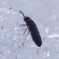 the snow flea From Wikipedia