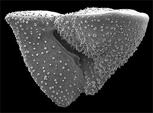 Plankton Truncorotalia_truncatulinoides, from the Southampton Oceanographic Center website