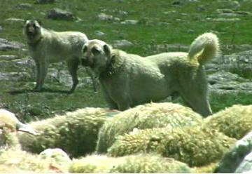 כלב רועים אנטולי החושב שהוא חלק מהעדר ומגן על כל הפרטים בו