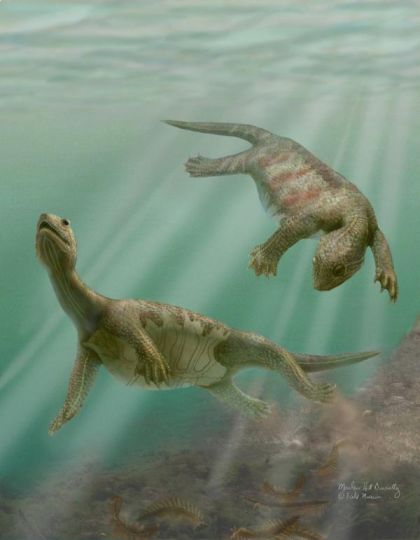 Reconstruction of the ancient sea turtle Odontochelys semitestacea, 220 million years old, from Beijing. Illustration - Field Museum of Science and Nature in Chicago