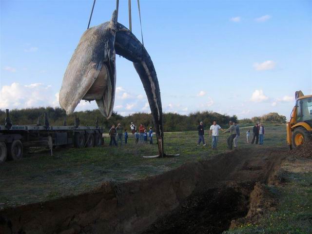 קבורת לווייתן בידי מחמל''י, 2007 לצורך שימורו