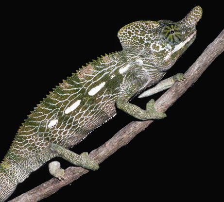 A chameleon of the Madagascar species lived for a few months