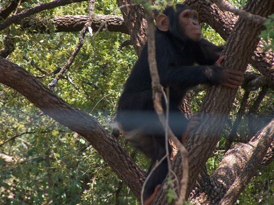 שימפנזה מהלכת על שתי רגליים בטיפוס על עץ. צילום: יונת אשחר