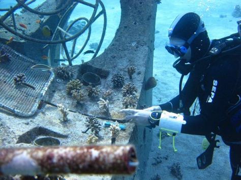 שותלים שוניות אלמוגים במימי ים סוף. צילום: טל אידן, טכנאית המעבדה האחראית על גידול האלמוגים