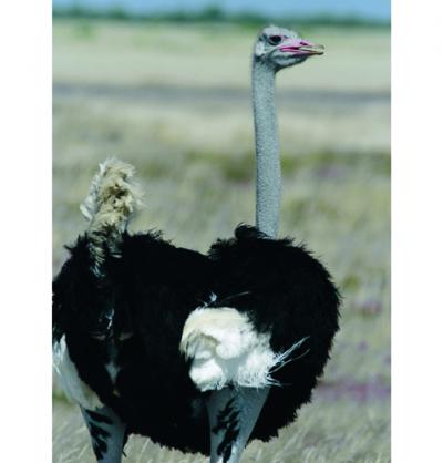 ostrich. (Source: University of Florida)