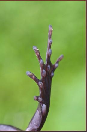 A close-up of the leg of Trichobatrachus robustus demonstrating the white bony claws protruding through the tips of the toes.