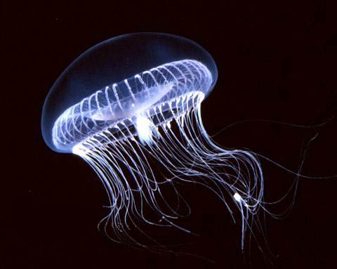 The jellyfish where the luminous protein GFP was first discovered