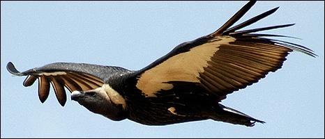 The white-rumped eagle. Extinct from the Indian subcontinent