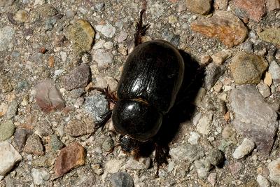 The dung beetle. Photo: Max Planck Institute for Developmental Biology