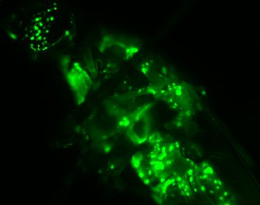 התגלה וירוס חדש המסוגל לתקוף את יתושי המלאריה ולהדביקם בגנים מהונדסים, כגון זה המקודד לחלבון ירוק זרחני.
