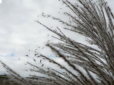 An ecological niche in motion. Photo: The Hebrew University