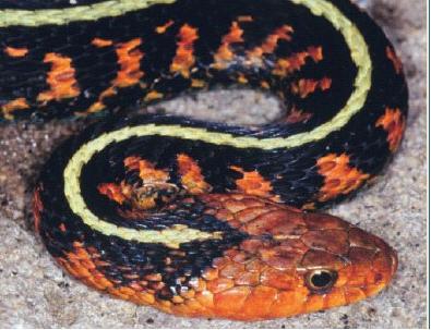 Garter snake, poisonous. Photo: Wikipedia