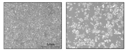 When the gene that enables the production of the fumarate reductase enzyme is removed from the bacteria, their ability to produce shotones is impaired (center). In contrast, the natural bacterium produces, on average, six shuttles (left). Bringing back the gene, using methods of genetic engineering, restored - at least partially - the ability to produce whips (right)