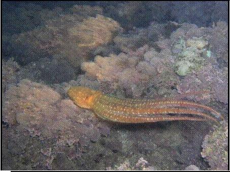 octopus_vulgaris when experienced. In the upper right corner of the photo you can see another octopus of the same species, which is well camouflaged