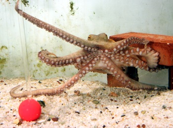 octopus. An intelligent invertebrate.