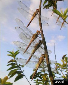 dragonflies