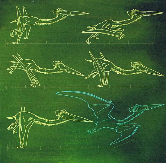 Nithor, Diogle and above. Paleontologist Michael Habib theorizes that the pterosaurs, who lived between 250 and 65 million years ago, used their legs and wing 'joints' - and not just their hind legs, as previously believed, to take off and fly.