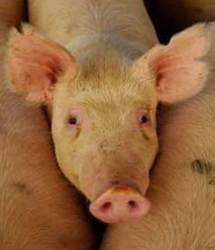החזירים מצוידים בתג שמשדר באלחוט מידע על מצבם הרפואי וכך ניתן לגלות במהירות כל שינוי ולעצור את התפשטות המגיפה
