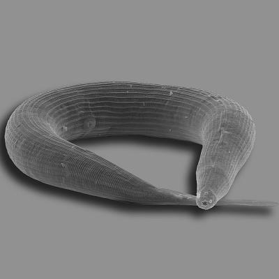 Pristionchus nematode צילום: מכון מקס פלנק לביולוגיה התפתחותית