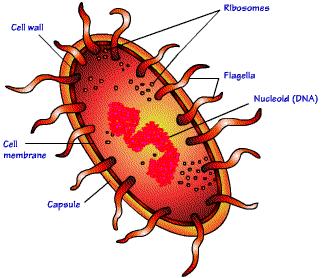 Structure of one of the two types of prokaryotes. The second type - these are the bacteria