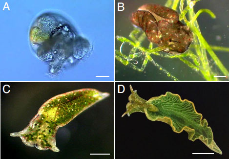 Slugs that carry bacteria and contain the photosynthetic gene