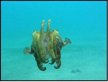 The cuttlefish sepia_pharonis showing a common postural element known as 'raising arms'