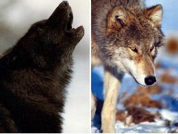 A gray North American wolf (right), and a similar wolf with the gene for black fur