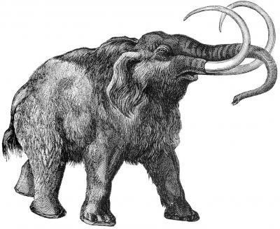 woolly mammoth