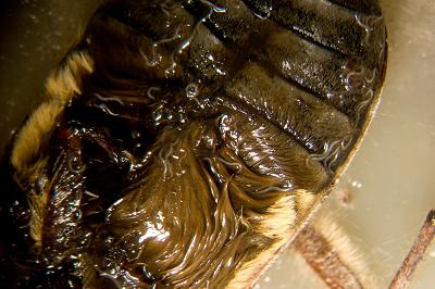 נמטודה על שריון של חיפושית. צילום: מכון מקס פלנק לביולוגיה התפתחותית