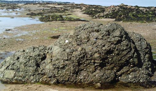 הסלעים שהטעו את דארווין