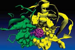 Simulating the process of capturing the AIDS virus using Bucky balls