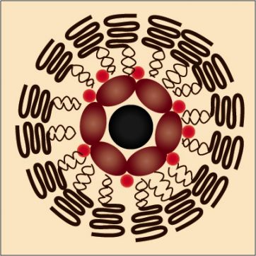 The nanosubmarines are surrounded by biocompatible lipids. The core contains magnetic nanoparticles, quantum dots and the anti-cancer drug doxorubicin