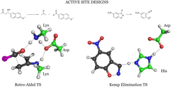 The active sites of the new enzymes, designed by the scientists