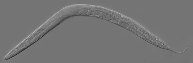 C_elegans - رابط لمصدر الصورة أسفل المقال